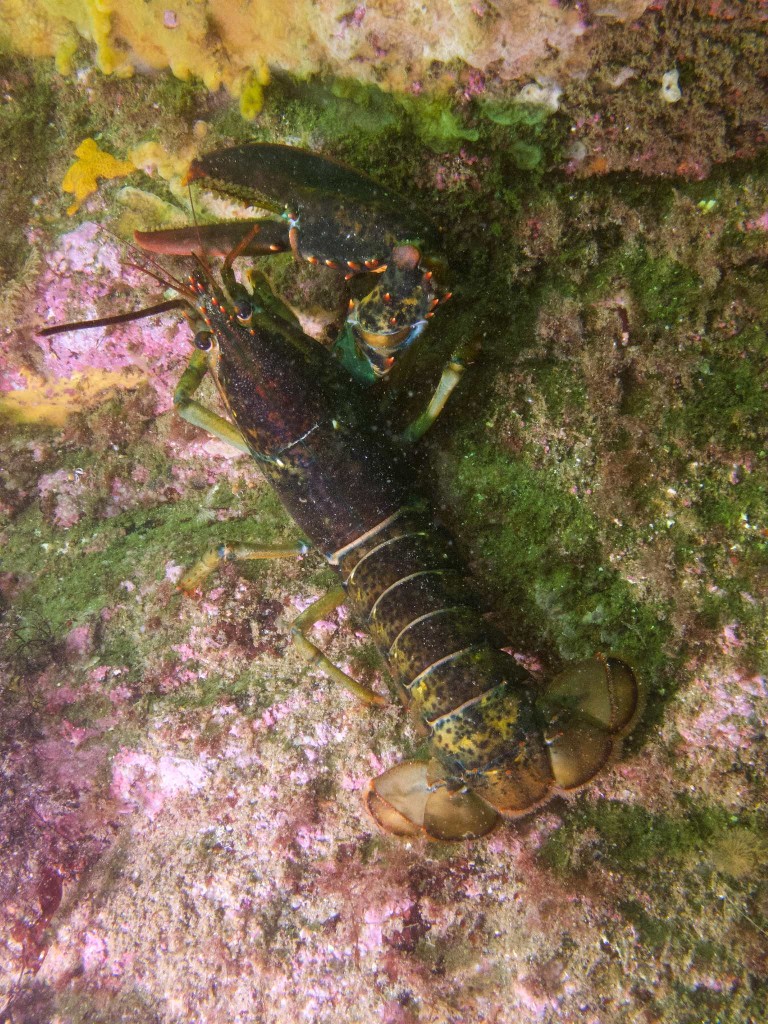 Baby one-clawed lobster