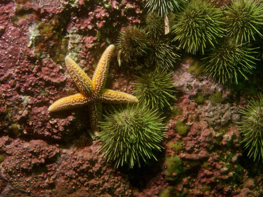 Starfish and Sea Urchins