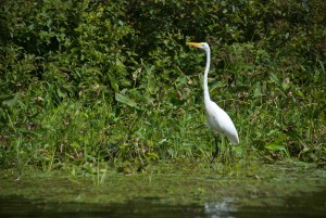 Egret by the side of the river