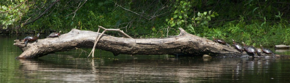 Painted turtles lined up on a log