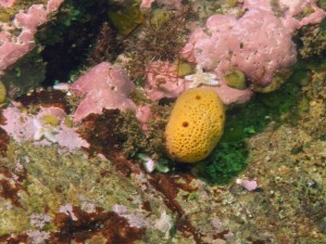 Small Sponge