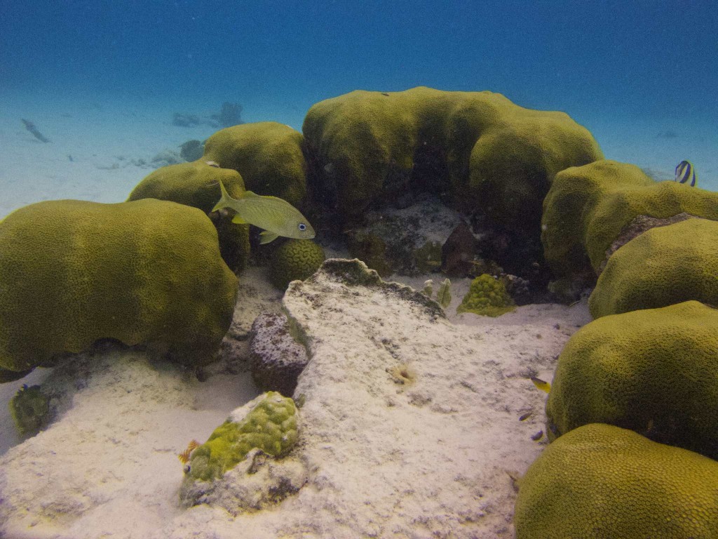 Aquarius - Grunt near coral