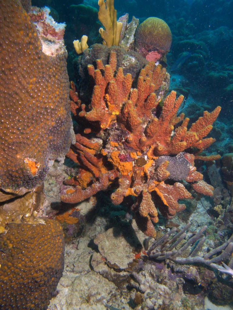 Convoluted Barrel Sponge