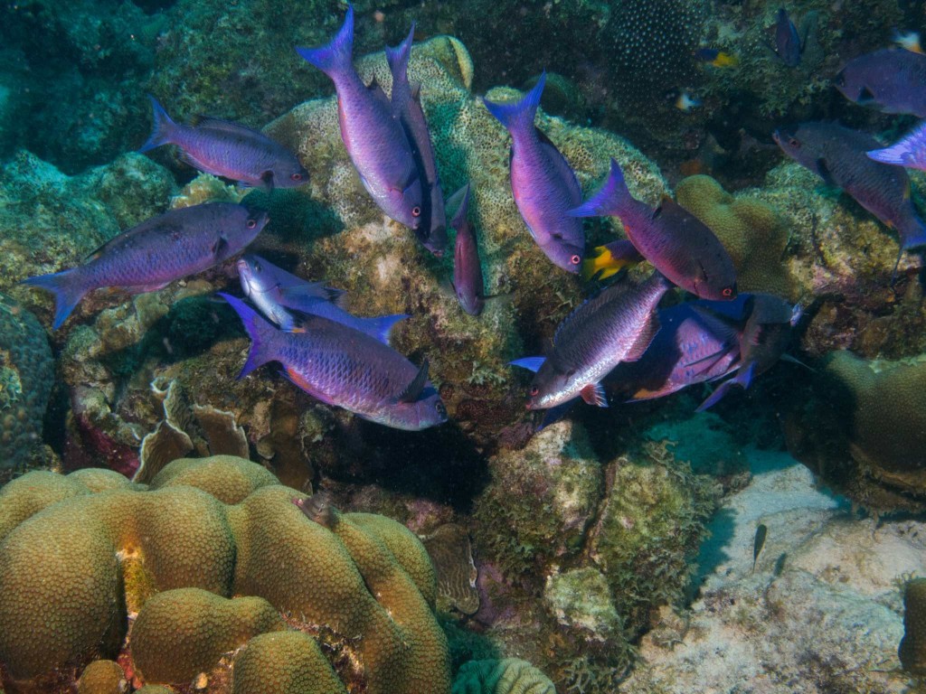 Creole Wrasses