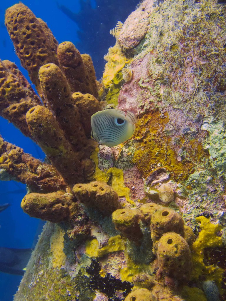 Foureye Butterflyfish and sponges