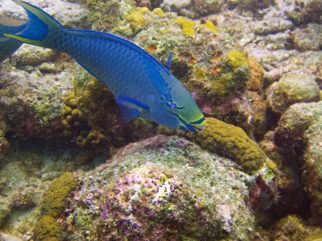 Queen Parrotfish (terminal phase)