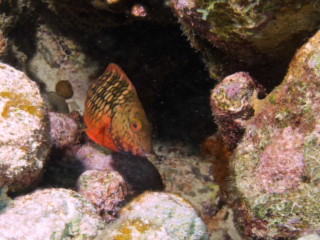 Stoplight Parrotfish (Juvenile)