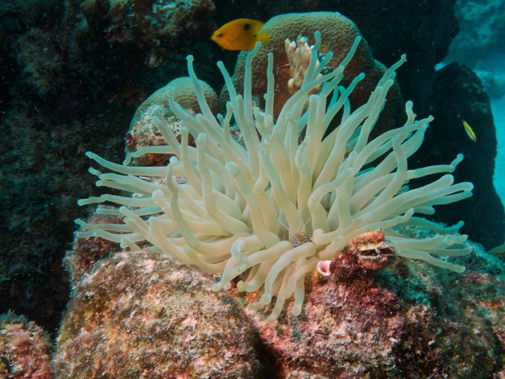 Anemone and shrimp