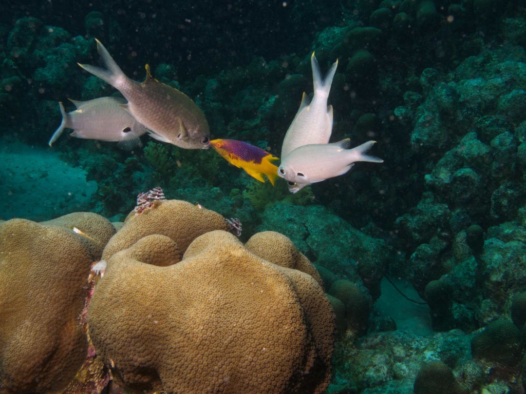 Brown Chromis, juvenile Spanish Hogfish, and coral