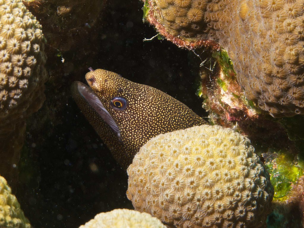 Golden Moray Eel