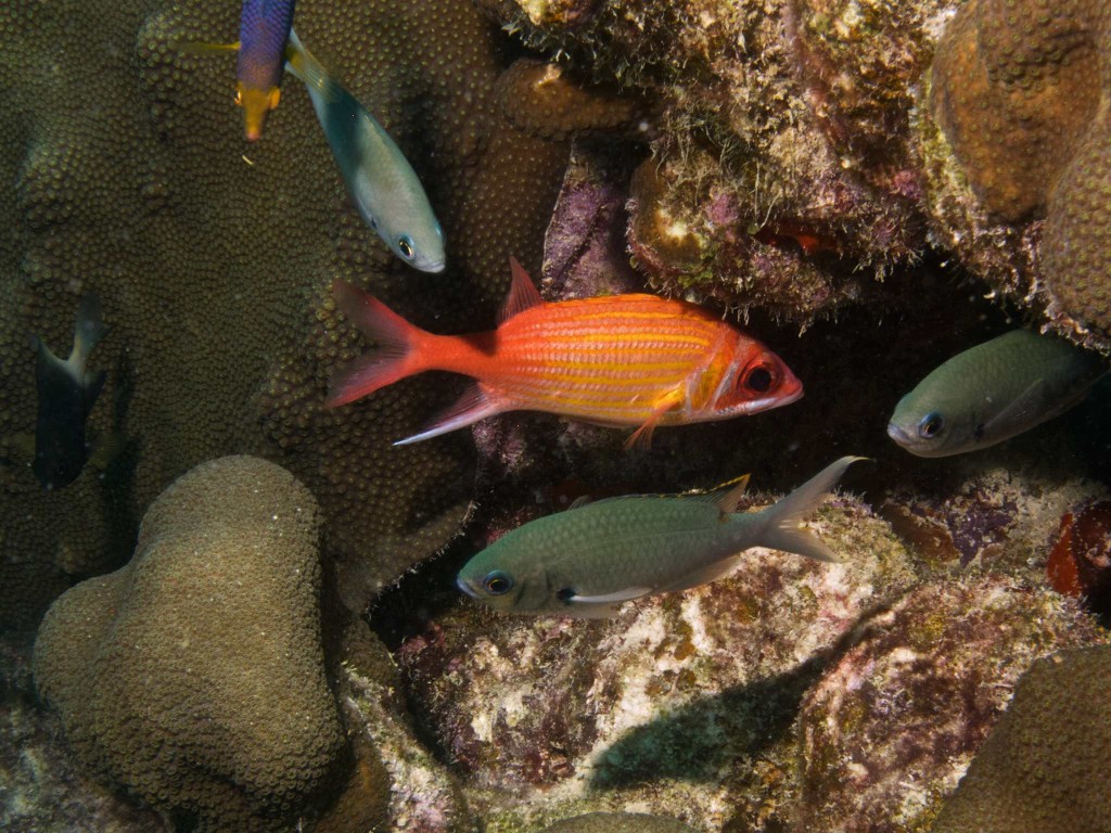 Squirrelfish