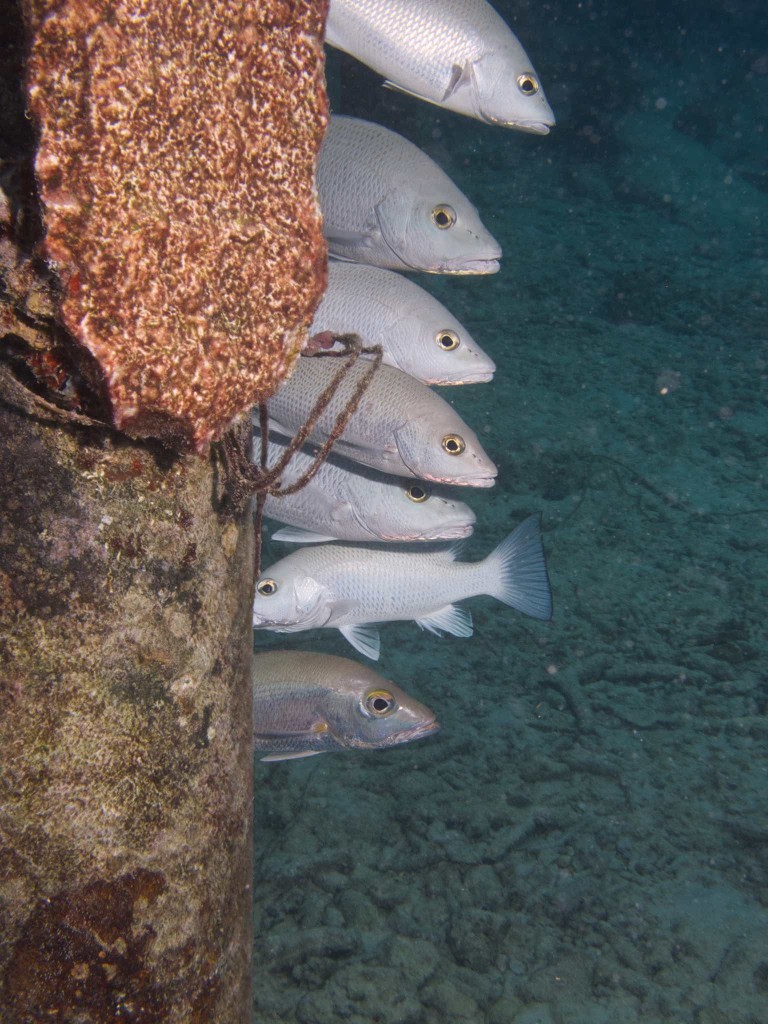 Gray Snappers by the Buddy Dive dock