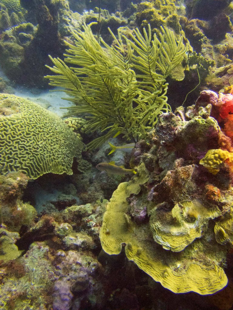 Variety of Corals