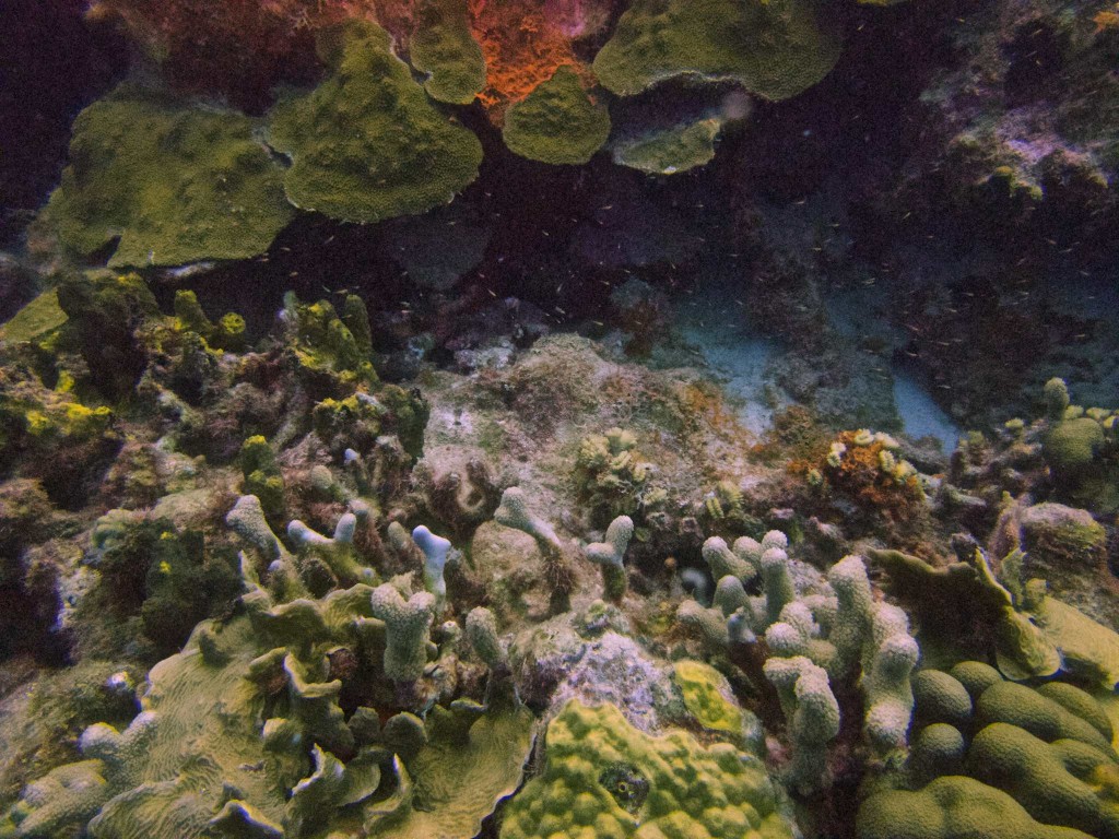 Underwater landscape and creole wrasse