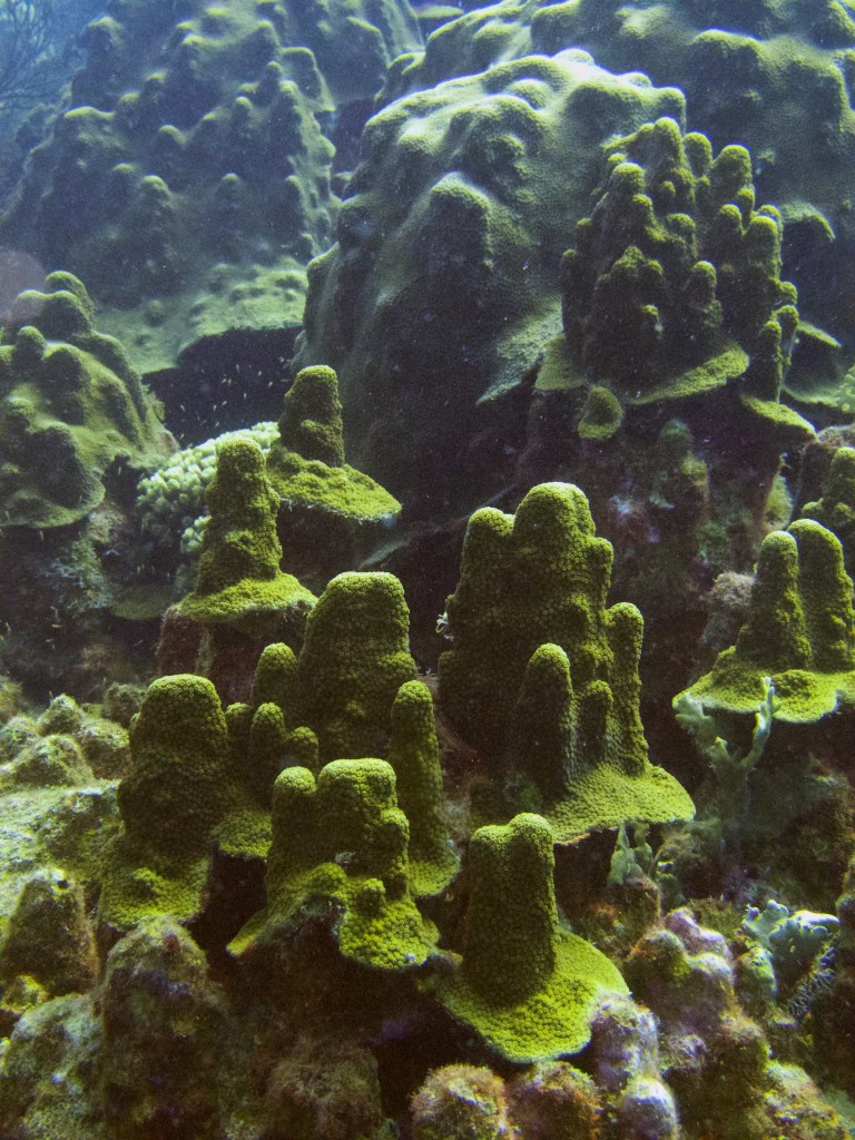 Mounds of Star Corals