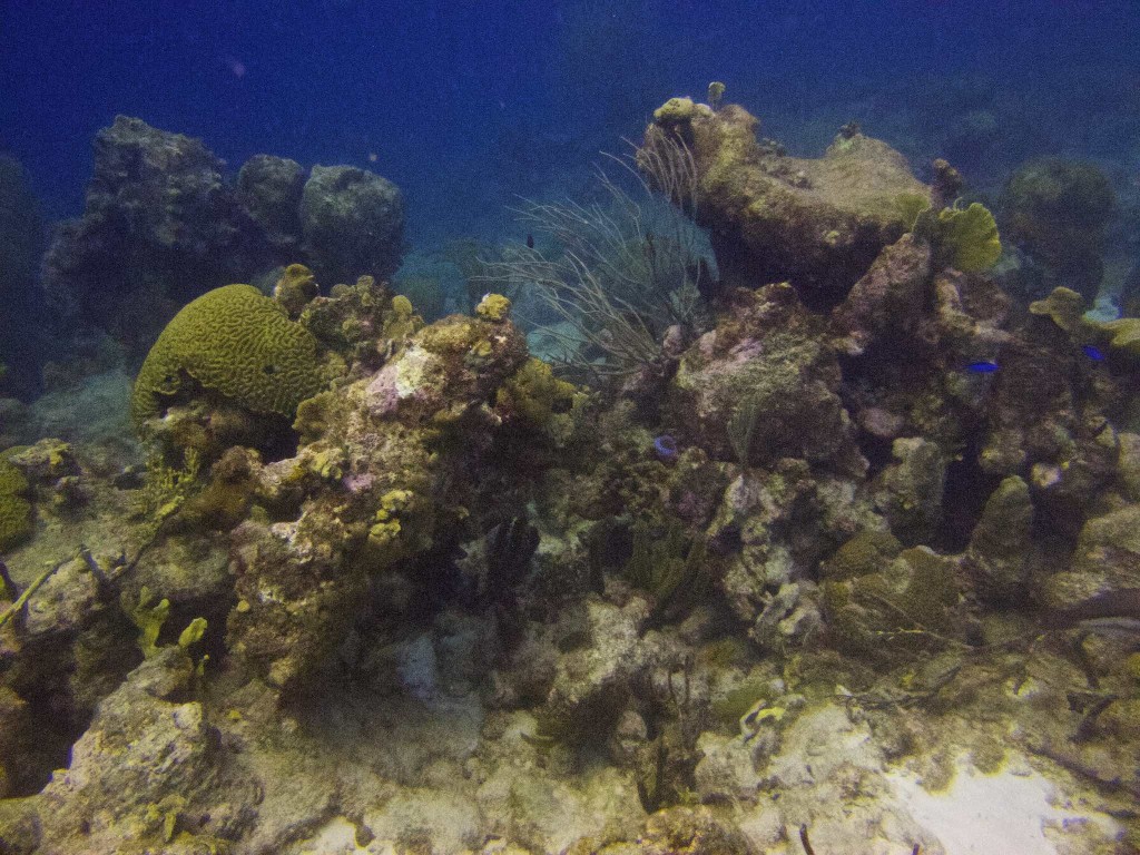 Coral Pile