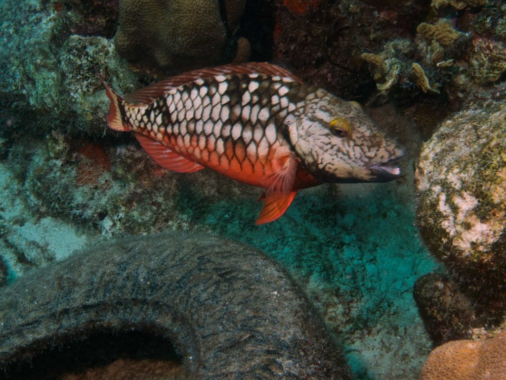 Stoplight Parrotfish (initial phase)