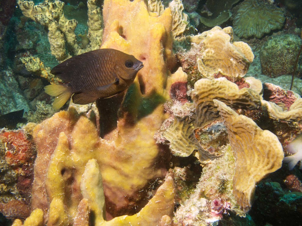 Coral and Threespot Damsellfish