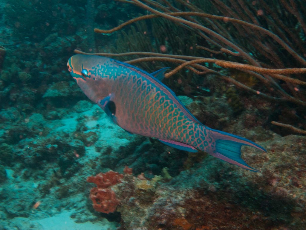 Queen Parrotfish, terminal phase