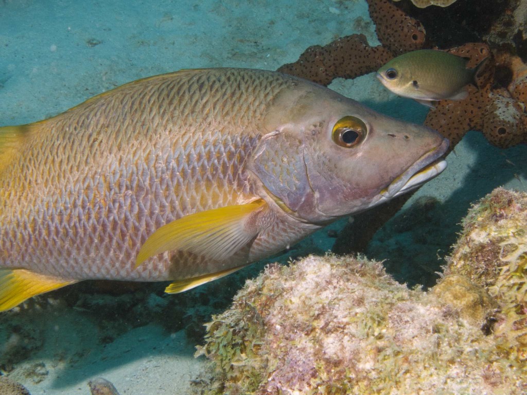 Tete-a-tete: Schoolmaster snapper and brown chromis