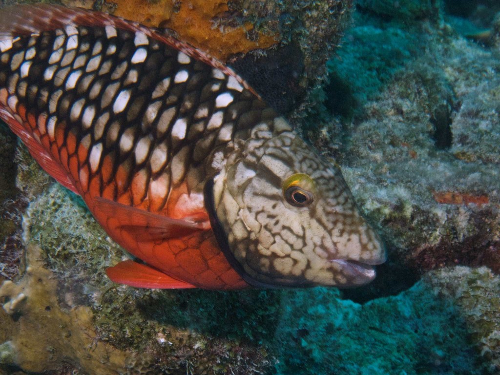 Stoplight Parrotfish, initial phase