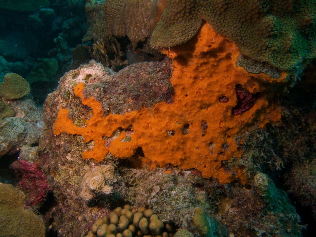 Orange Encrusting Sponge and coral
