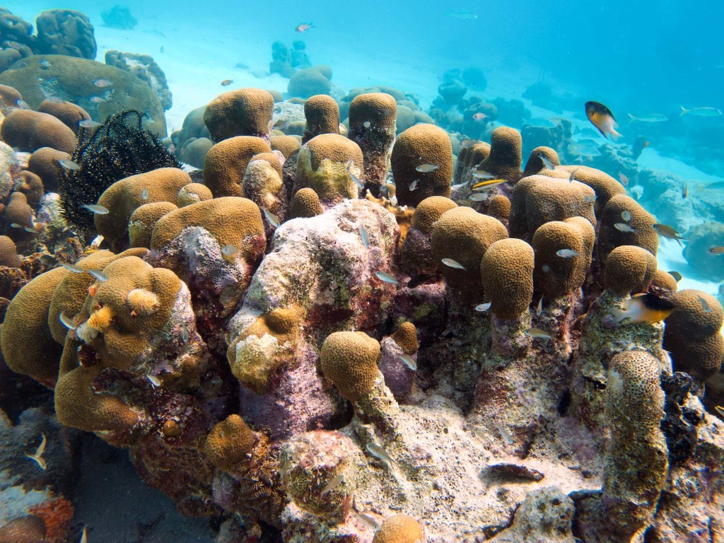 Corals and small fish