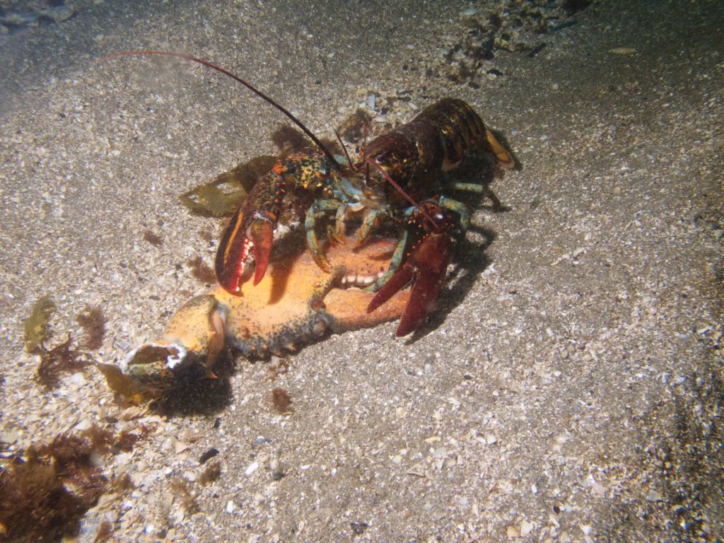 Little Lobster, big claw