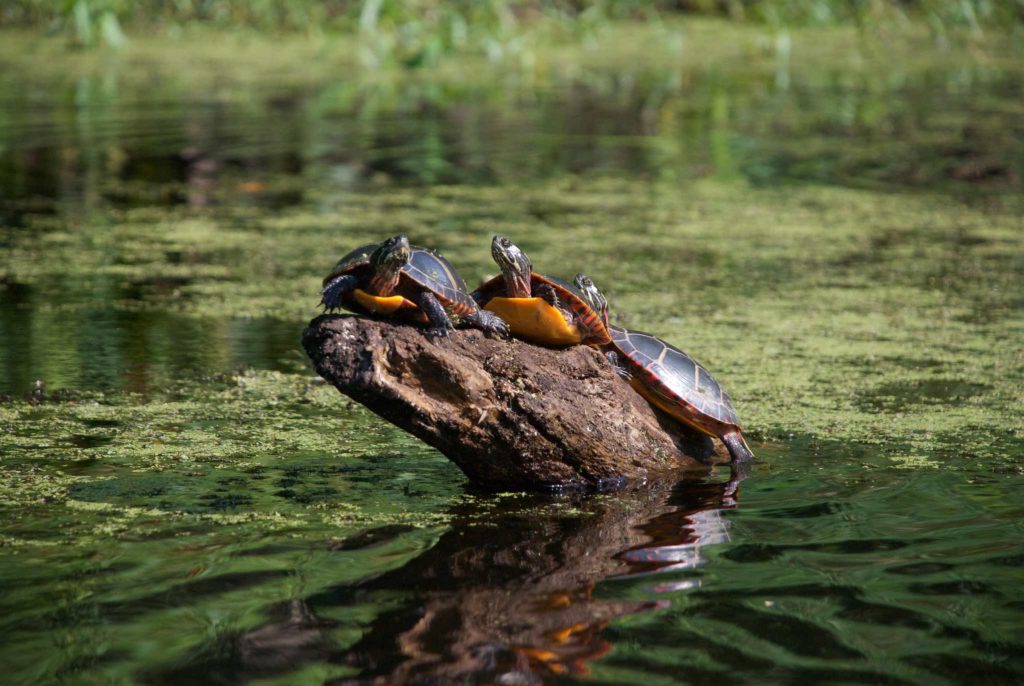 Painted Turtles on log