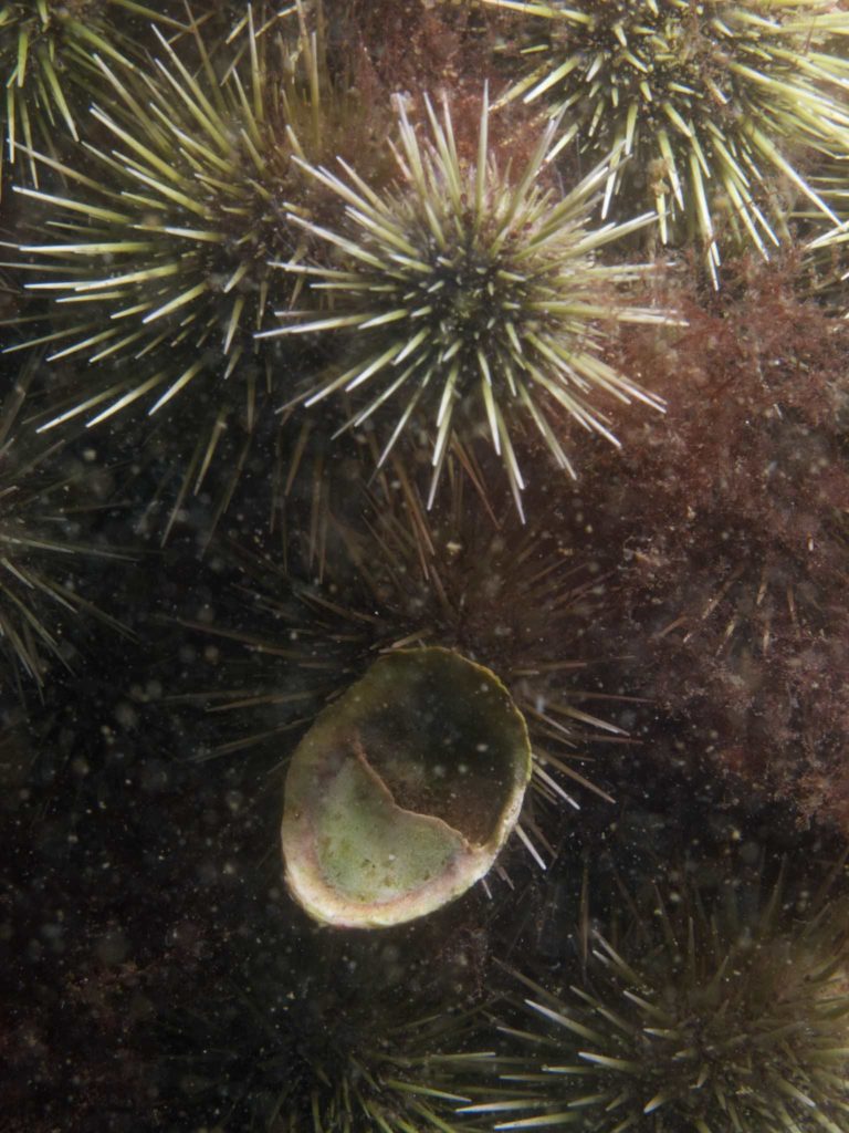Urchins and shell