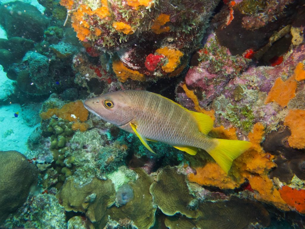 Schoolmaster Snapper on the Buddy Dive reef