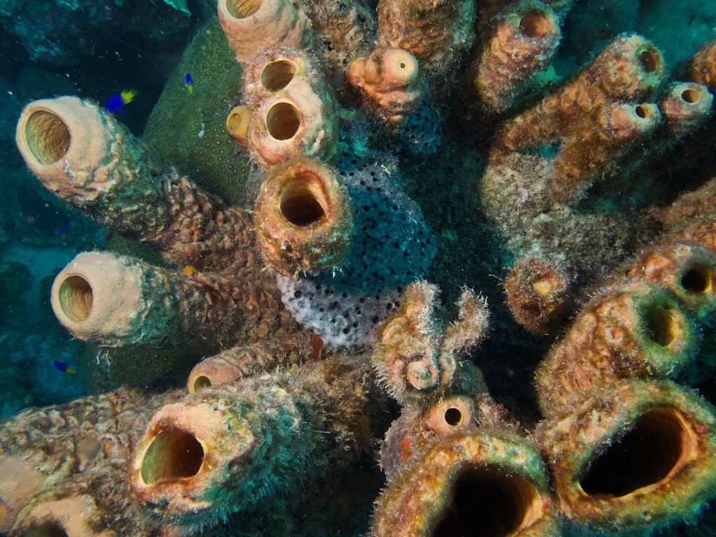Looking into some sponges