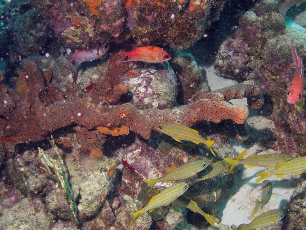 Blackbar Soldierfish, Smallmouth grunts, squirrelfish, brown tube sponge