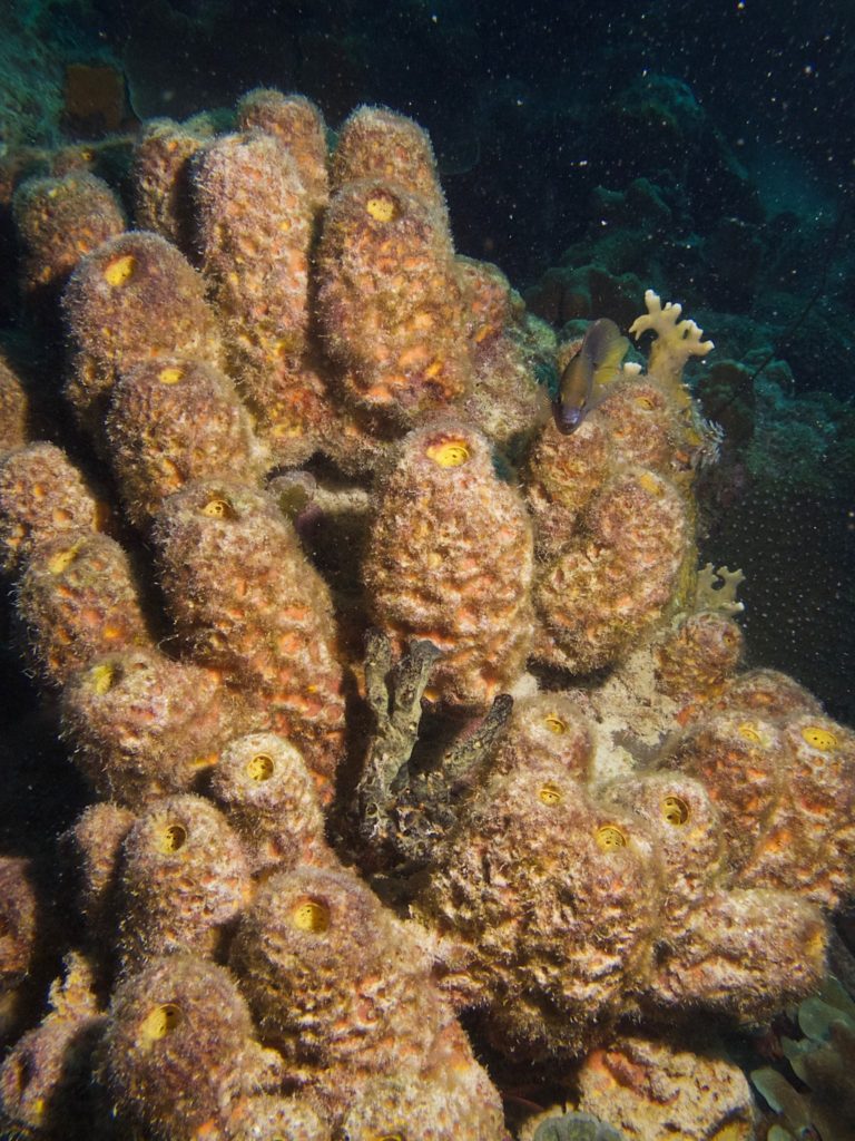 Convoluted Barrel Sponge