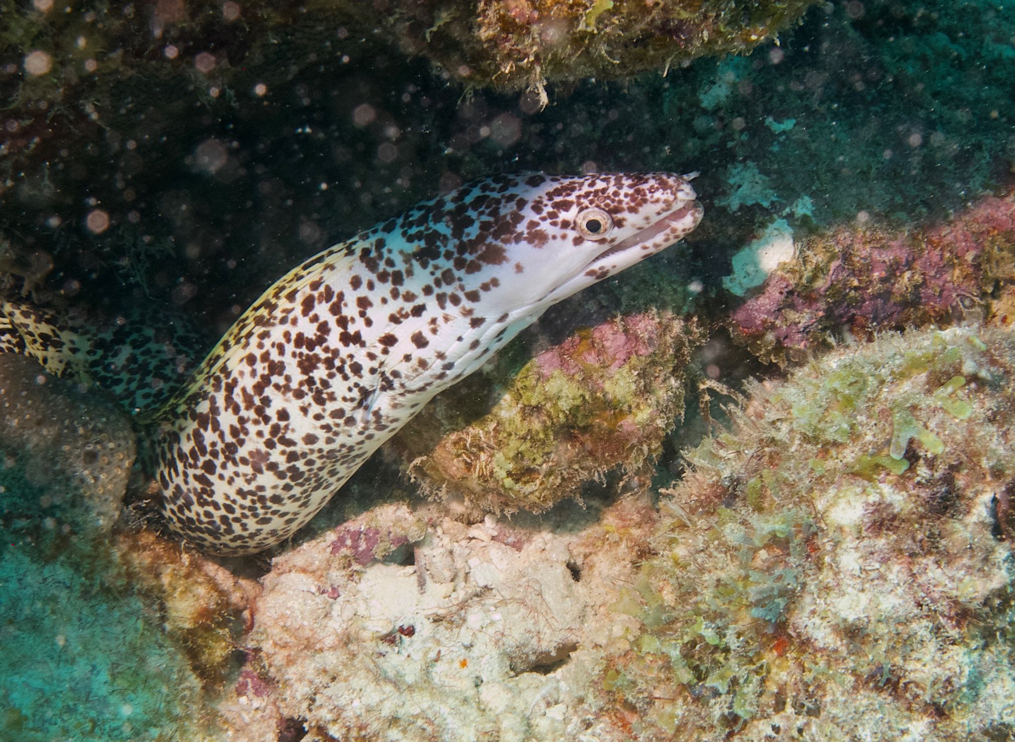 Spotted Moray Eel Ted O’Hara