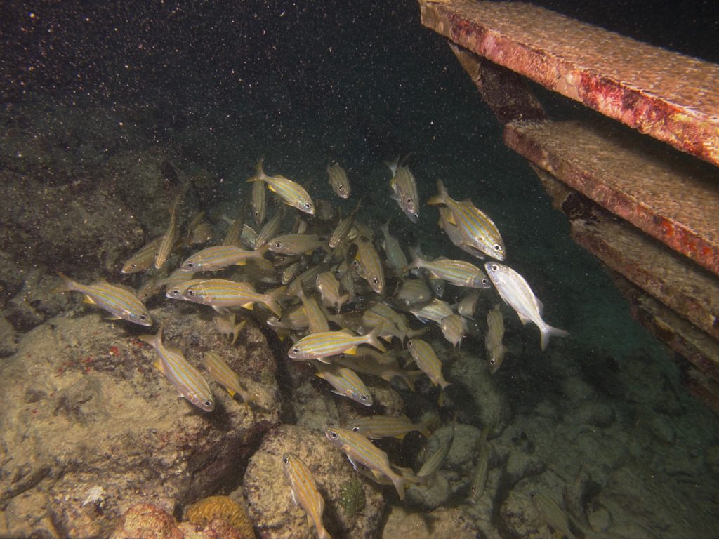 Smallmouth grunts under the dive ladder