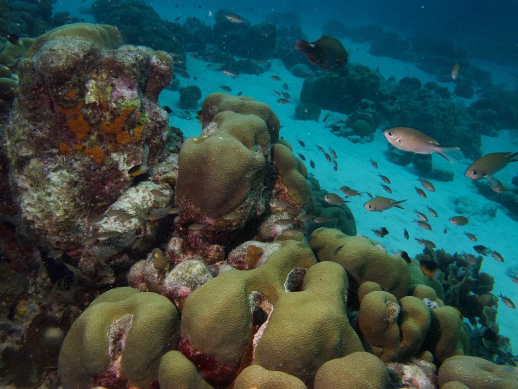 Brown chromis swarming the reef