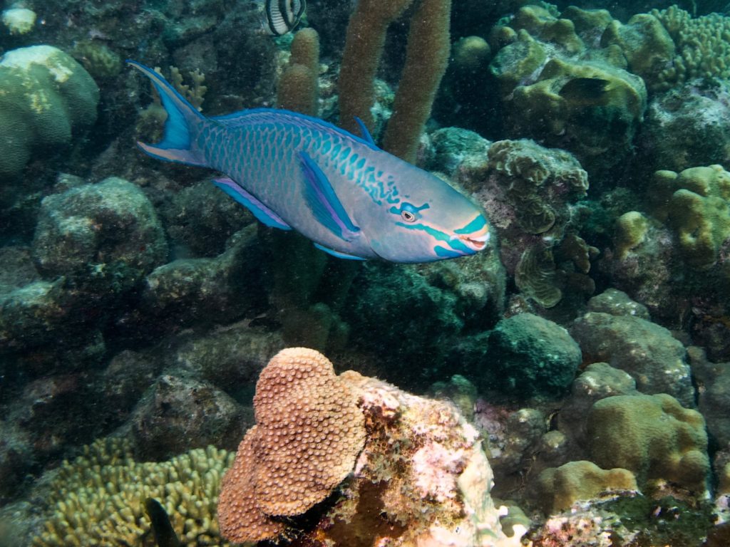 Queen Parrotfish (terminal phase)