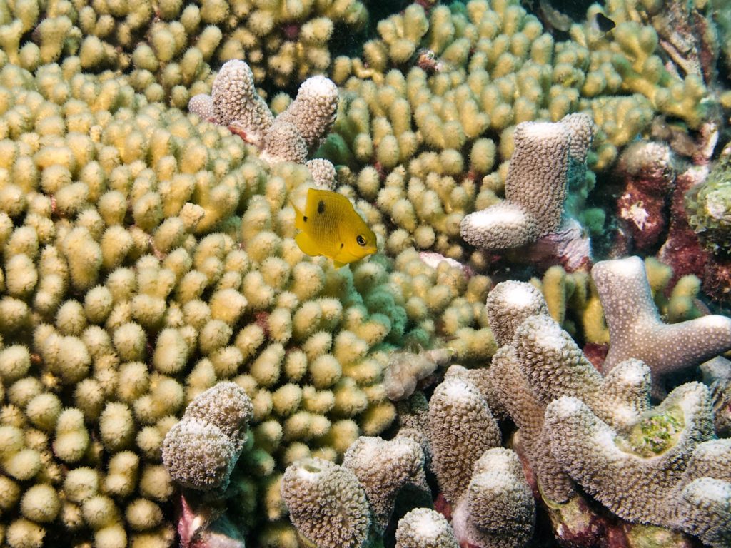 Threespot damsellfish above pencil coral