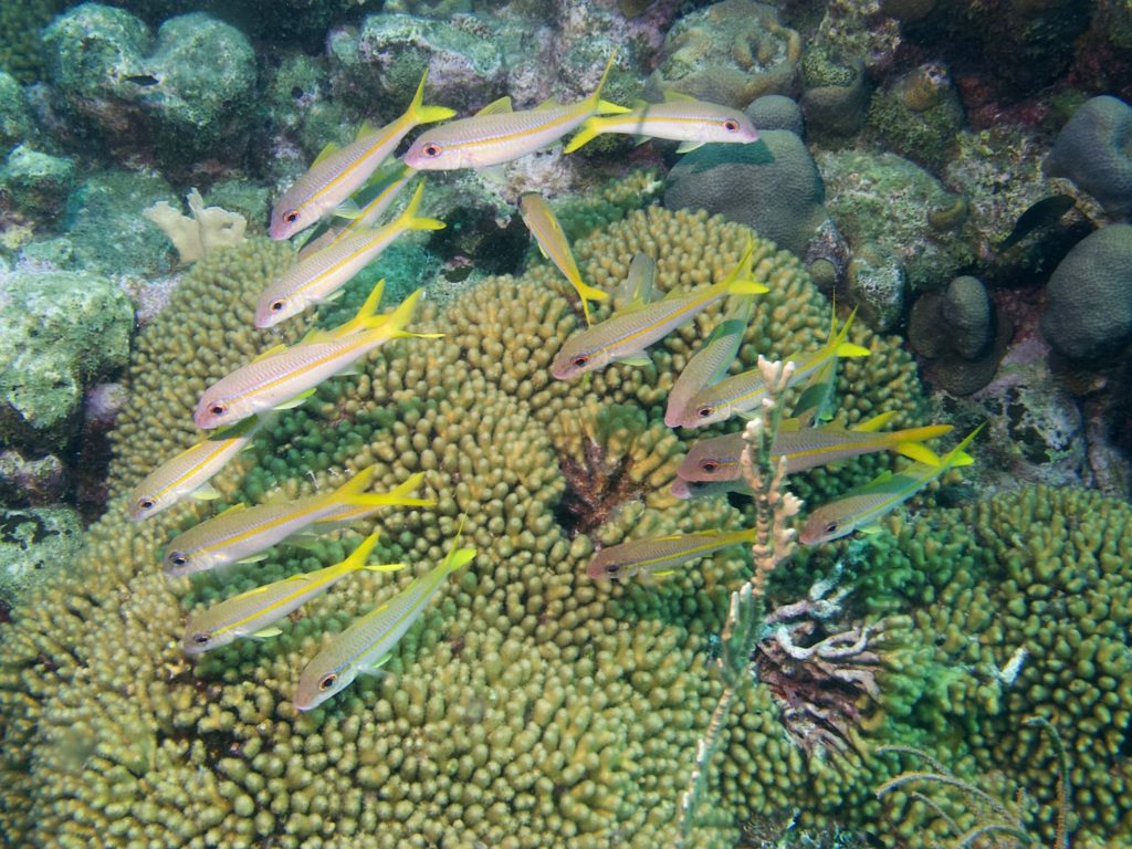 Yellowtail Snappers