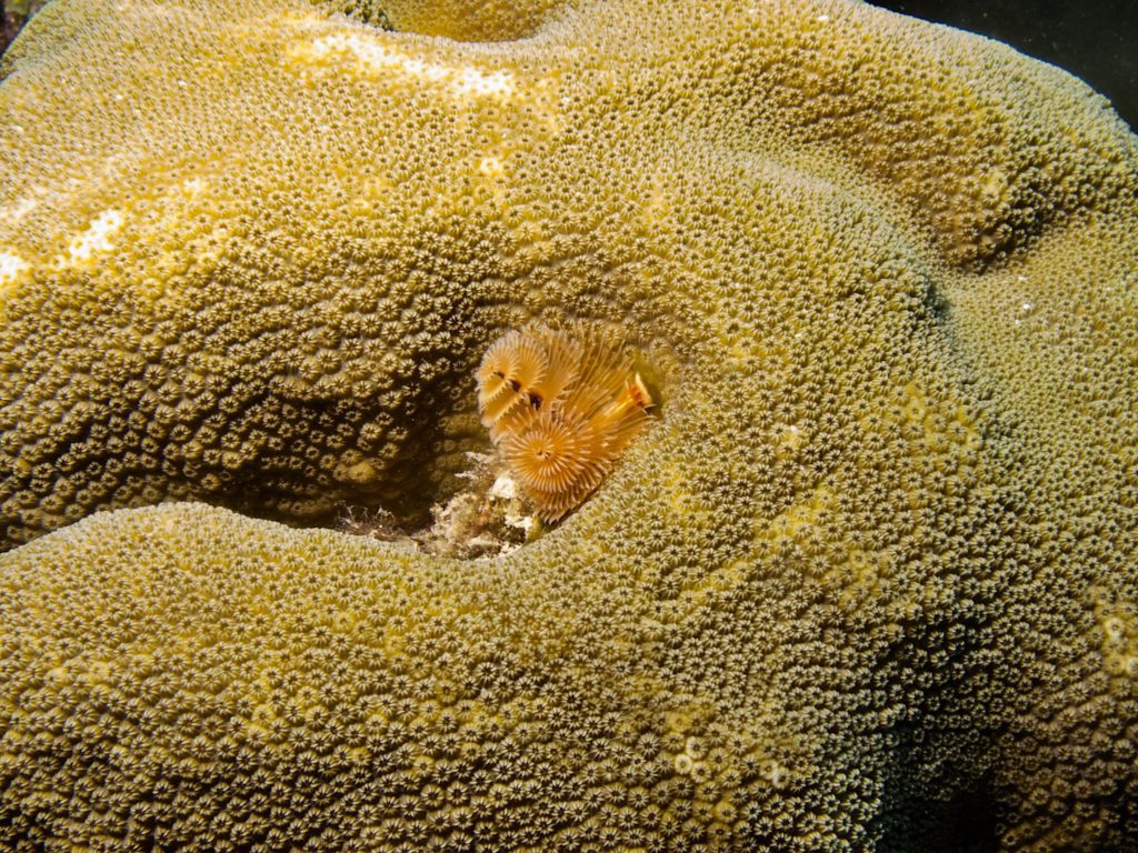 Christmastree worm nestled in star coral