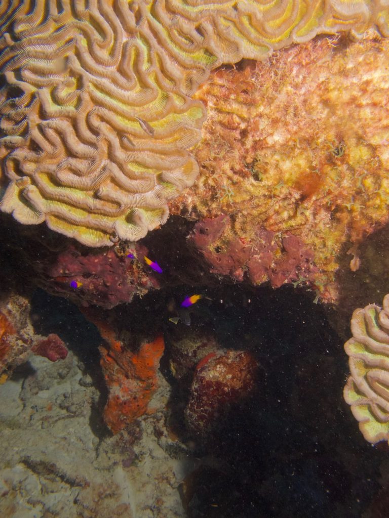 Fairy basslets and brain coral
