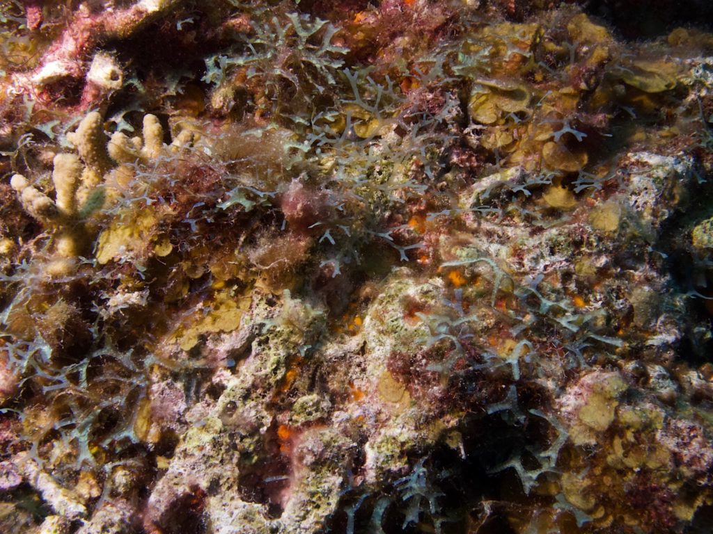 Coral and Algae