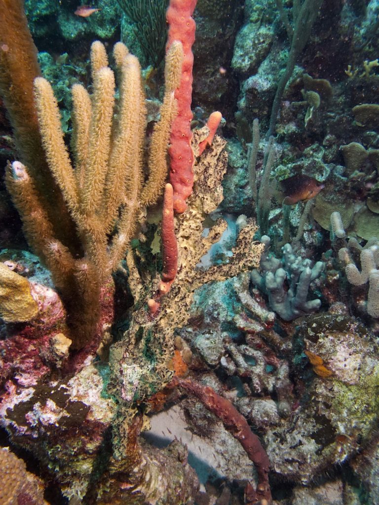 Coral and Sponges