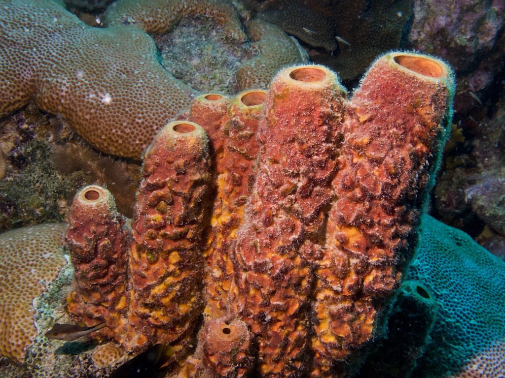 Convoluted Barrel sponge