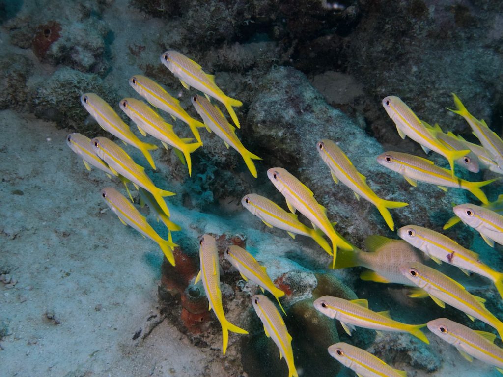 Yellowtail Snappers