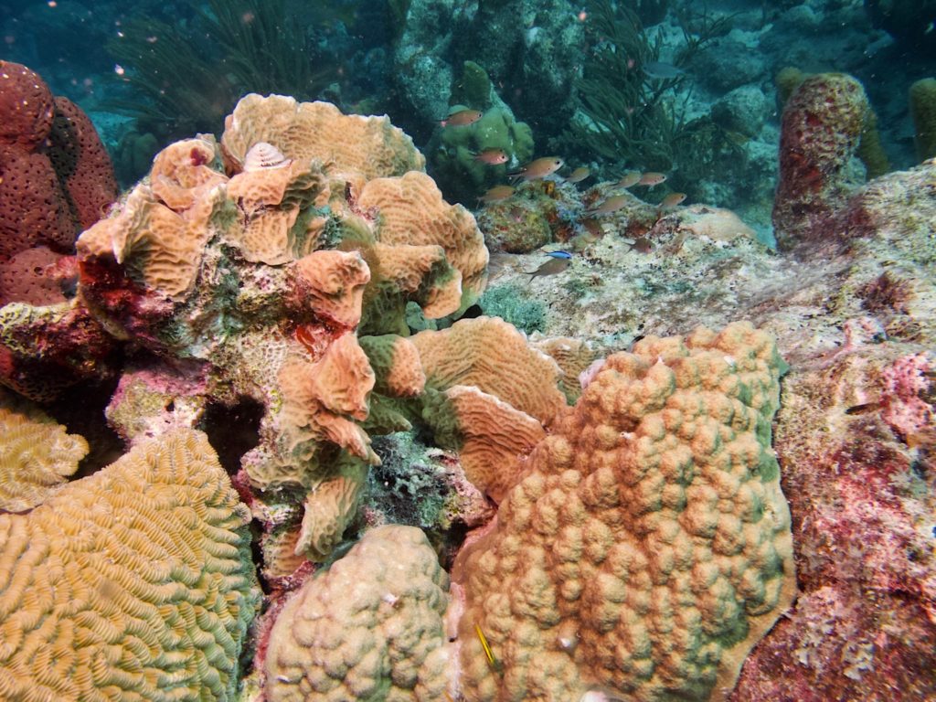 Coral and Chromis