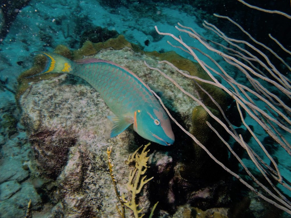 Stoplight parrotfish (terminal phase)