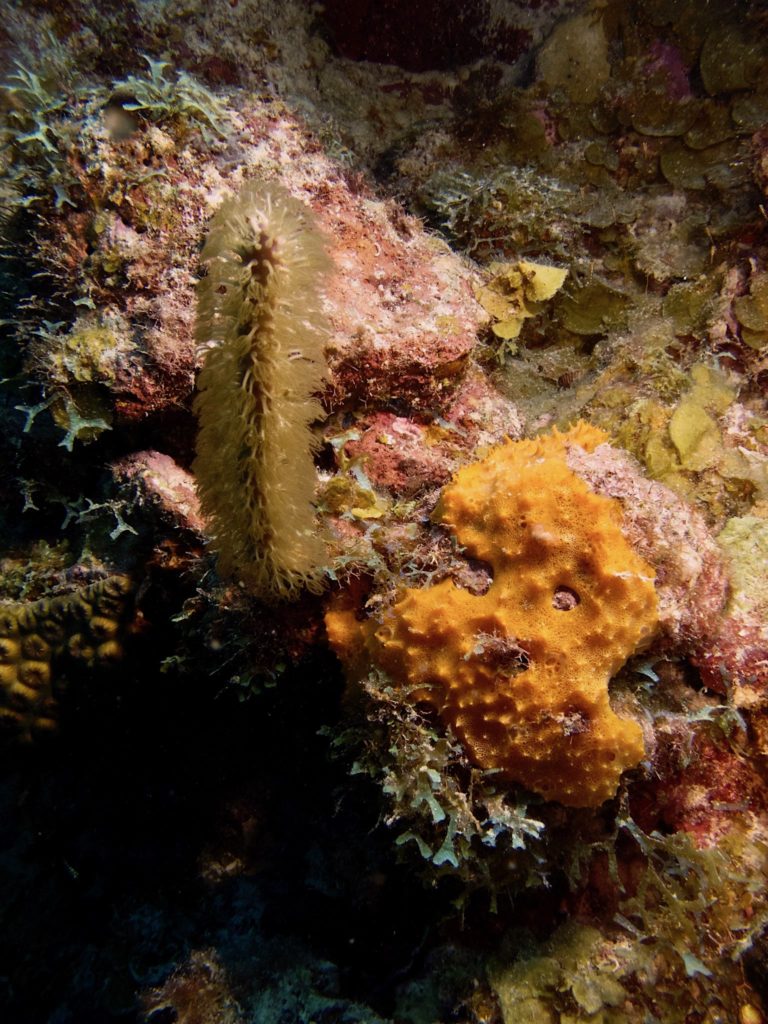 Sea finger, sponge, algae
