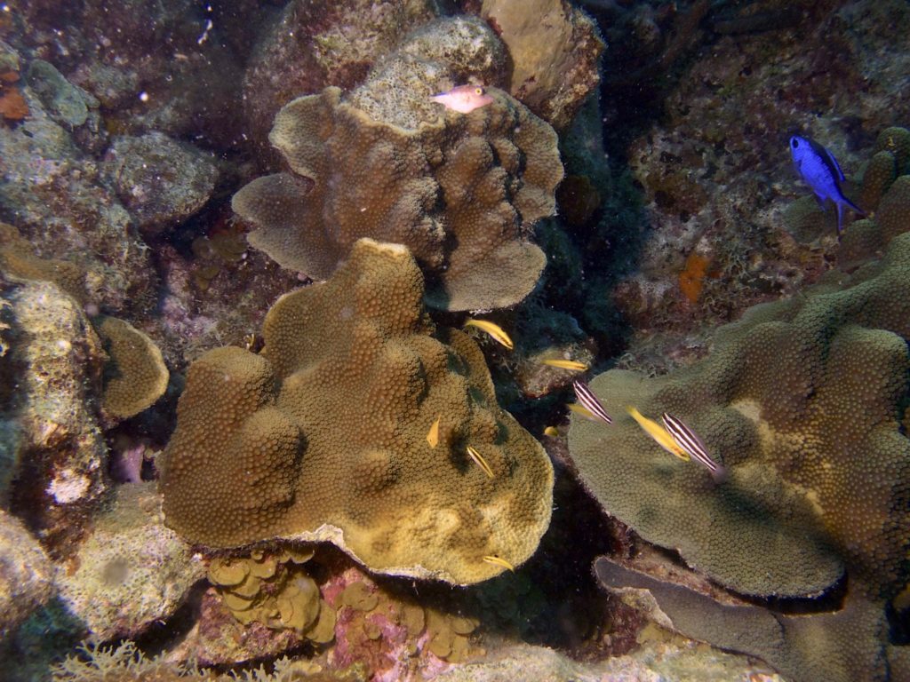 Coral and star coral
